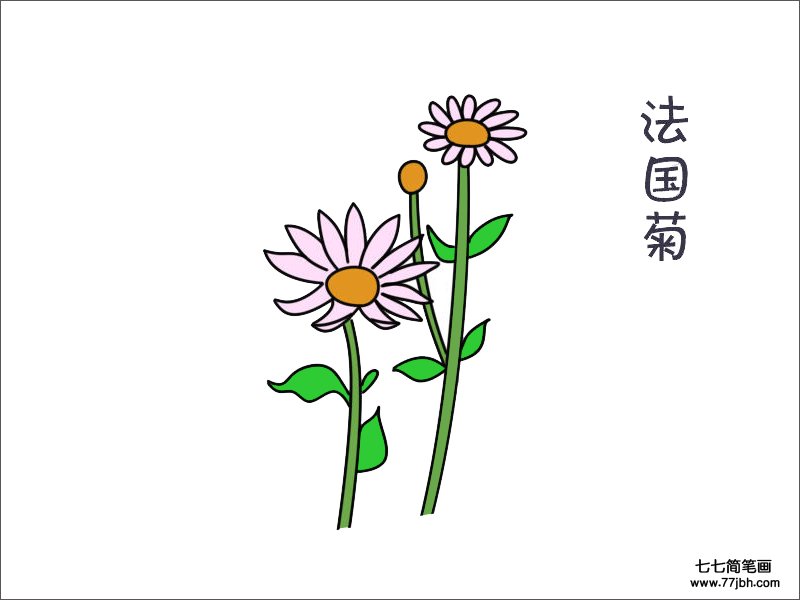 法国菊花简笔画