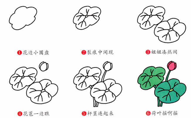 荷花植物花简笔画步骤图片大全