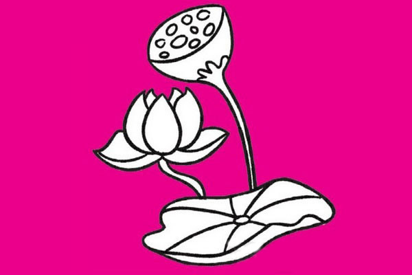 荷花简笔画图片大全作品一