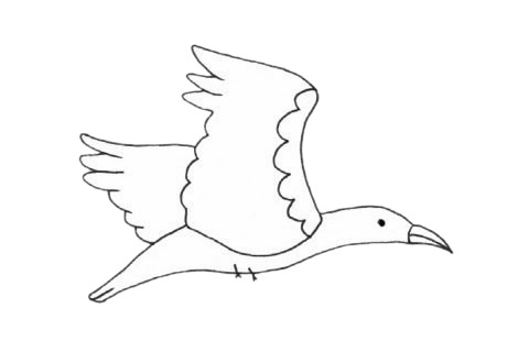鸬鹚简笔画