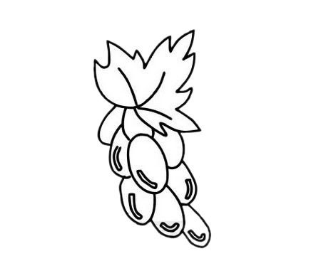 葡萄简笔画图片