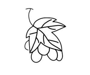 葡萄简笔画图片