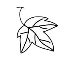 葡萄简笔画图片