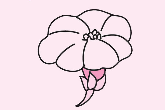 牵牛花简笔画图片