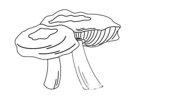 密环菌简笔画画法步骤图片