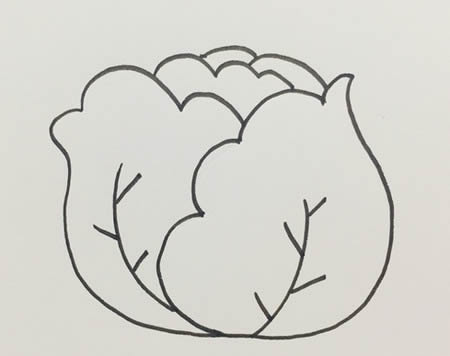卷心菜简笔画怎么画简单好看