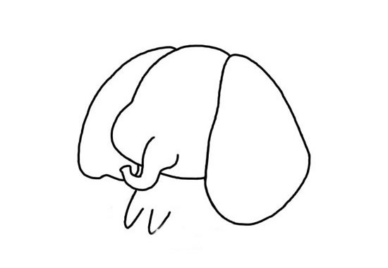 卡通大象简笔画步骤画法图片