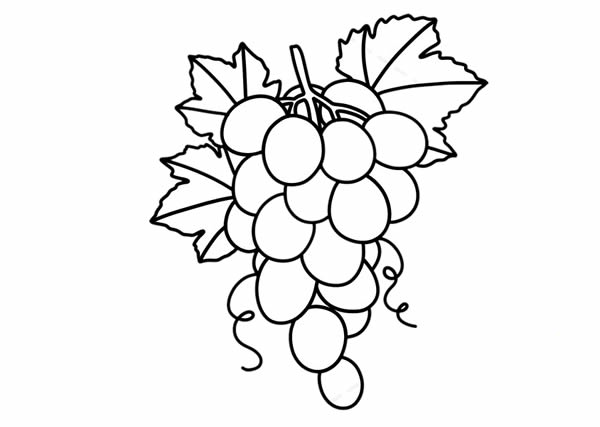 一串葡萄怎么画_葡萄简笔画画法步骤图片教程
