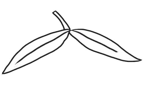 彩色芒果简笔画画法步骤图片教程