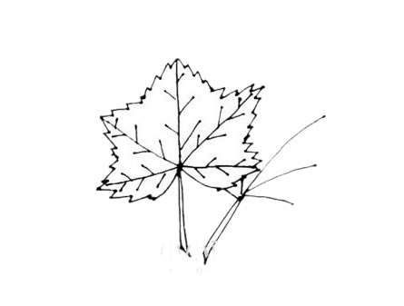 枫叶简笔画图片