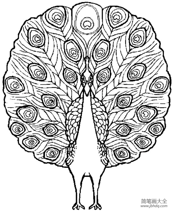 骄傲的孔雀简笔画