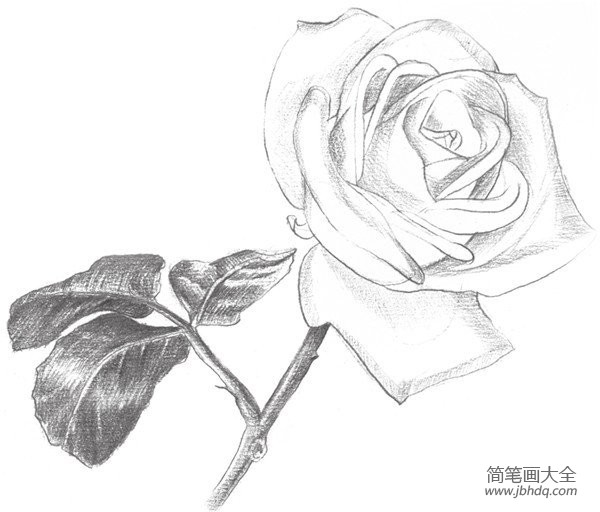 素描白玫瑰的绘画技法