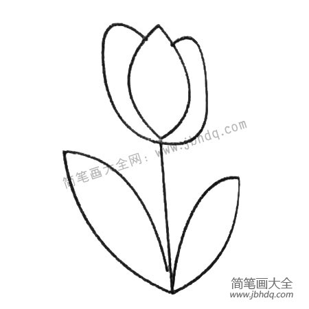 郁金香简笔画大全及画法步骤