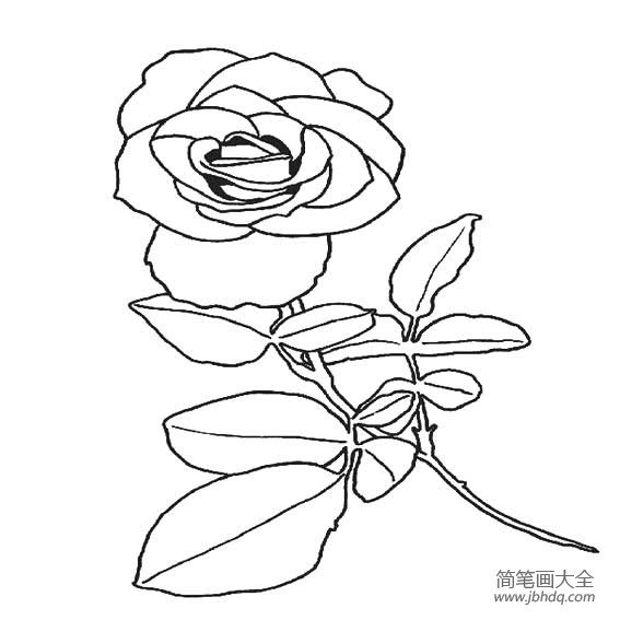 漂亮的玫瑰花的简笔画图片