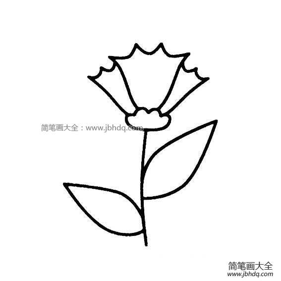 教师节礼物之康乃馨