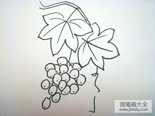 葡萄的简笔画画法