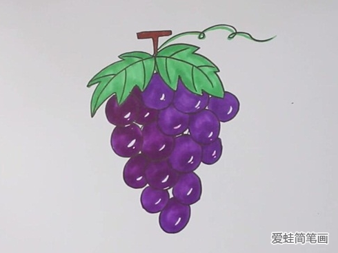 怎么画葡萄简笔画