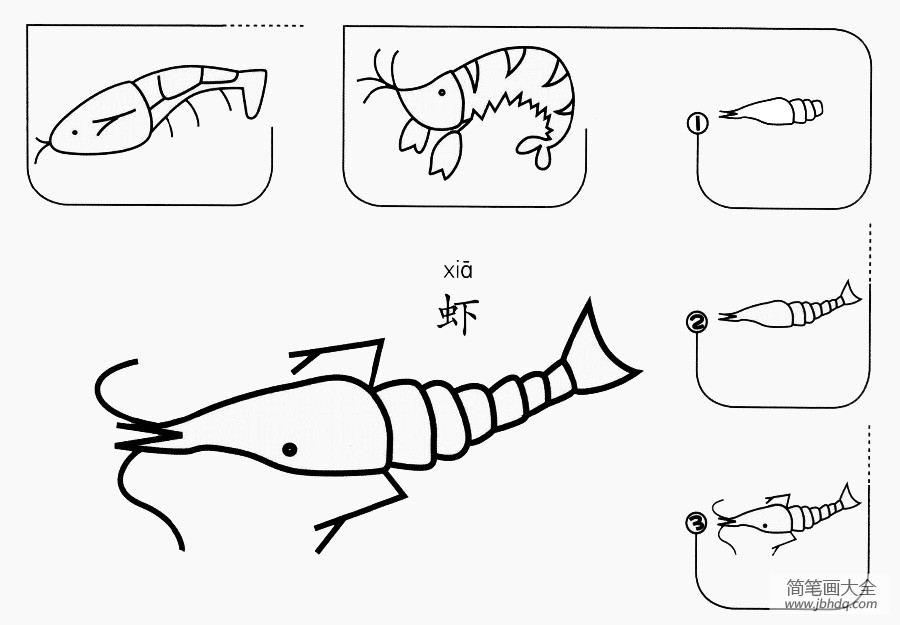 虾怎么画