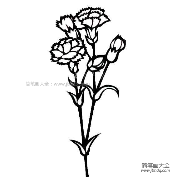 教师节礼物之康乃馨