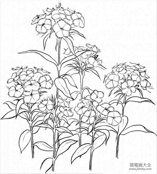 花简笔画图片大全 康乃馨简笔画图片