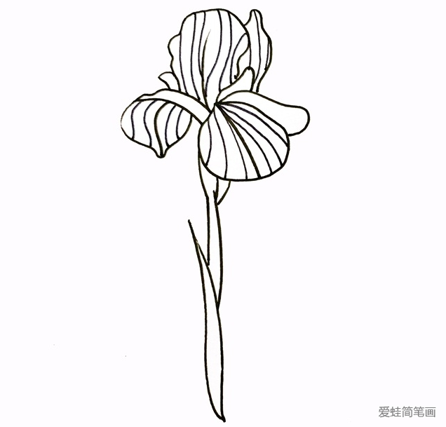 鸢尾花怎么画