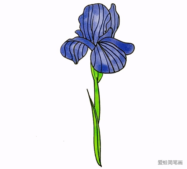 鸢尾花怎么画