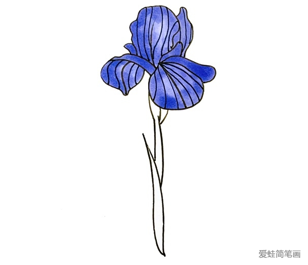 鸢尾花怎么画