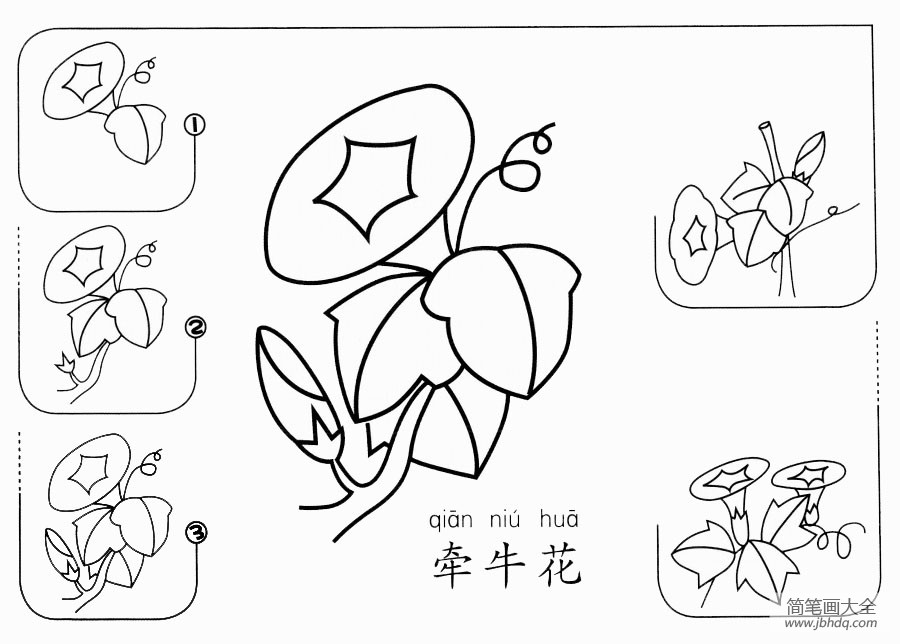 牵牛花怎么画