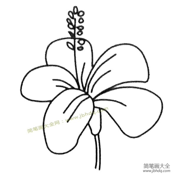 花朵简笔画大全 扶桑花简笔画图片