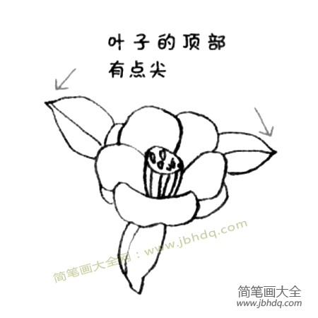 3.画出叶子就画好哦了。