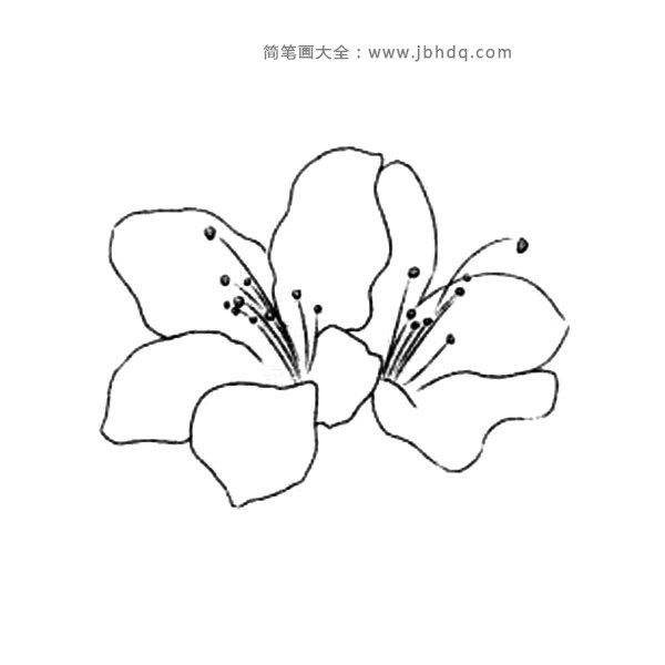 冬天的花朵 四季海棠