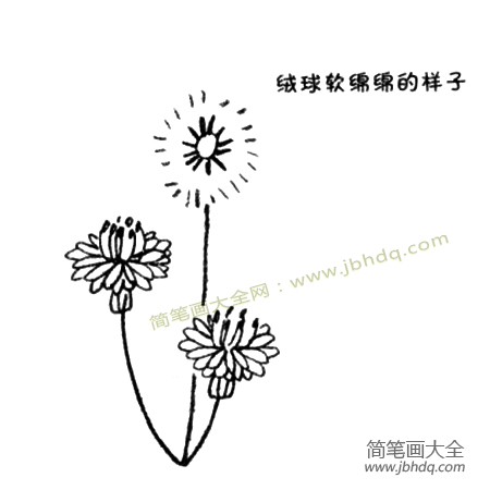 2.在一株花上生长出几束花茎。