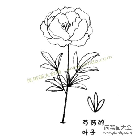 3.再画出三片细长一些的叶子就画好了。