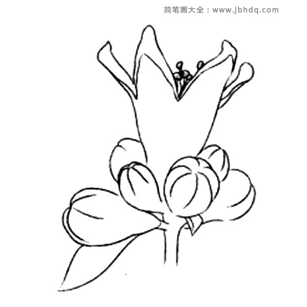 花朵简笔画 石榴花简笔画图片