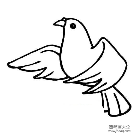 鸽子简笔画图片