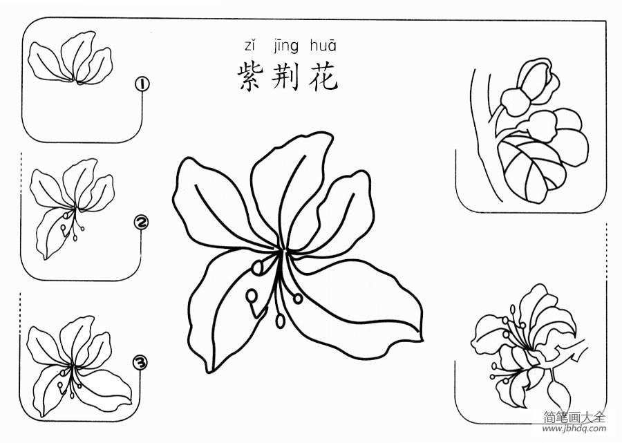 紫金花怎么画