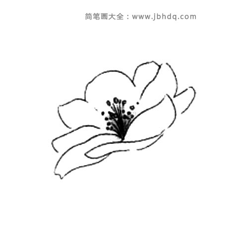 2.接着画花瓣。