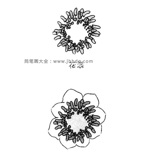 1.画出花蕊和内侧的花瓣。