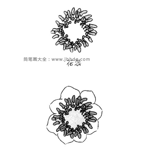 1.画出花蕊和内侧的花瓣。