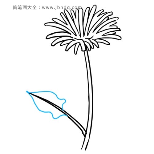 学画蒲公英简笔画步骤8