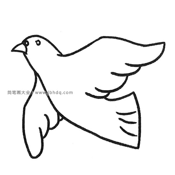 鸽子简笔画图片5