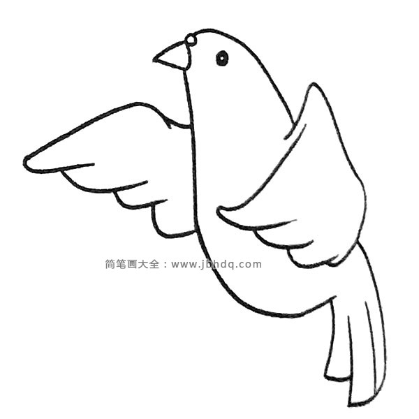 鸽子简笔画图片6
