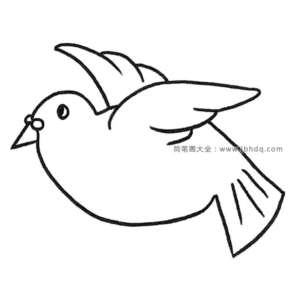 鸽子简笔画图片2