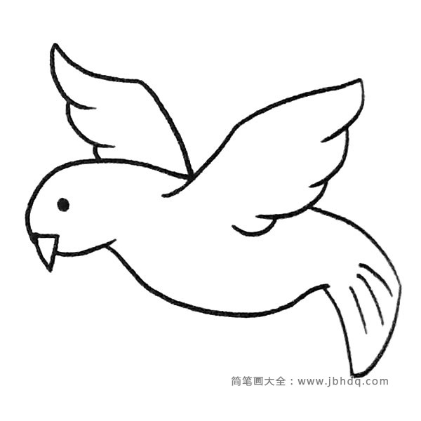 鸽子简笔画图片3