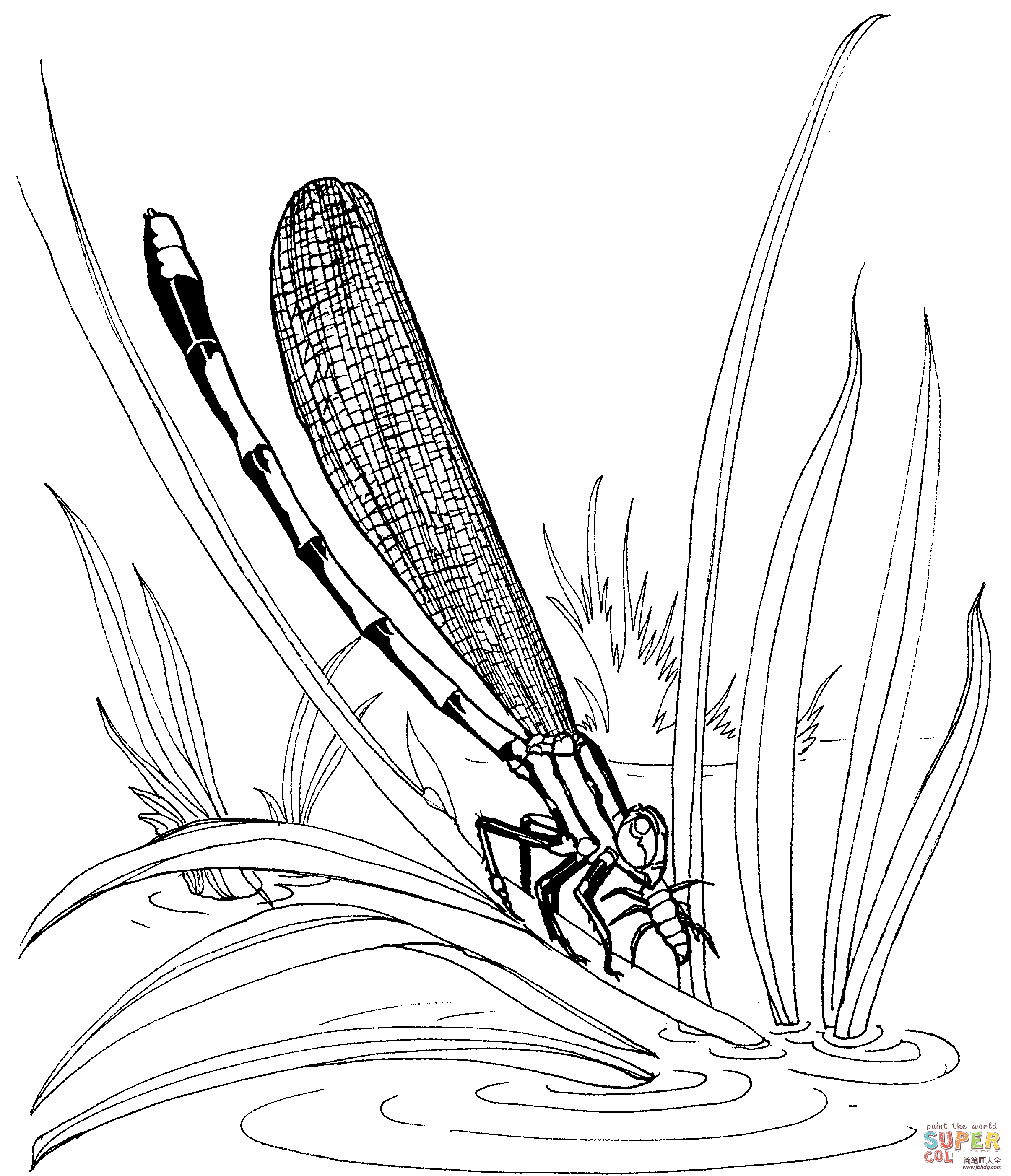 池塘边的蜻蜓