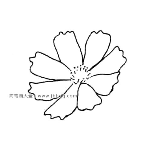 3.接着画出6到8片花瓣。