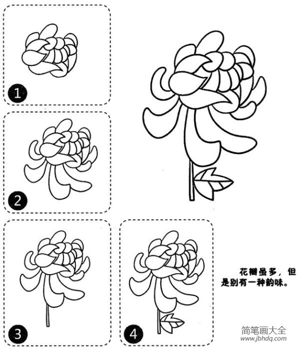 漂亮菊花简笔画图片步骤