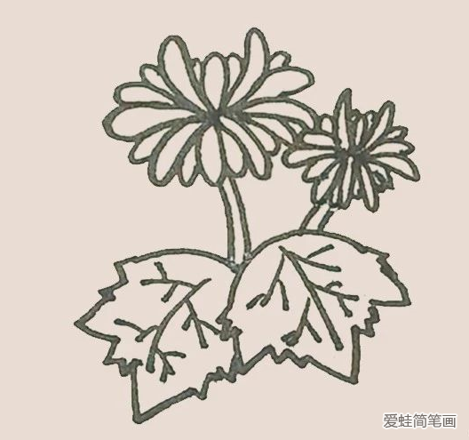 简笔画之菊花