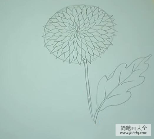 教你如何画菊花