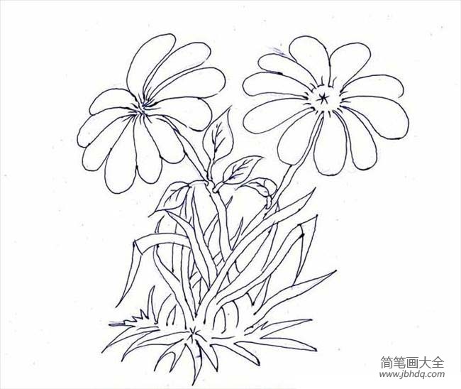 花朵简笔画大全 菊花简笔画